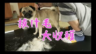 大量の抜け毛を収穫されてご満悦のパグ犬ぷぅ Pug