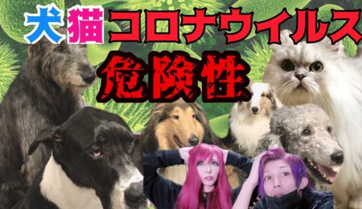 犬、猫【新型コロナウィルス】危険について‼︎