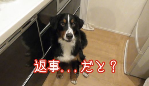 【犬の芸】ごはんを円滑に頂くため返事を覚える　バーニーズマウンテンドッグ　 bernese mountain dog who remembers a reply