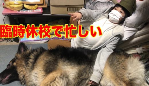 臨時休校で大変だ！・大型犬・秋田犬そうすけ・シェパード犬マック・暮らしの変化・No school today