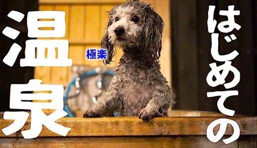 🐶愛犬と泊まれる宿　初めて温泉に入った犬のリアクションがこちらです。犬用泥パックにも挑戦！【トイプードルのグリィ】