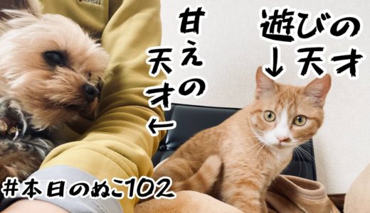 本日のぬこ102【犬と猫の才能】