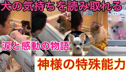 【犬の気持ち】あの大人気神様が犬の気持ちを読み取った!!涙なくして見れないお話です