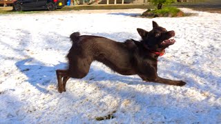 まさかの雪に大興奮する犬。