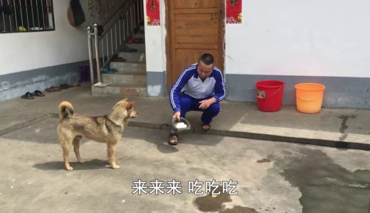 中华田园犬咬了10多只鸭子，被判蹲监狱1年，东哥只好这么教育它