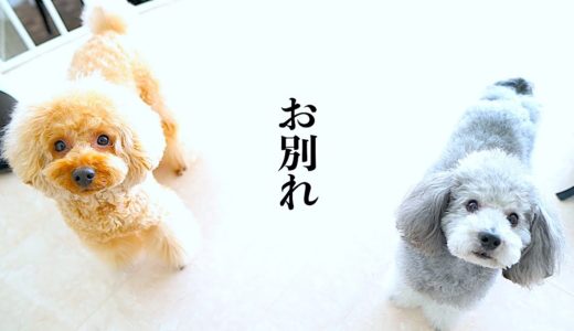 🐶犬達お別れのときがやってきた。また会う日まで。【トイプードルのグリィ】【犬】【dog】【toy poodle】