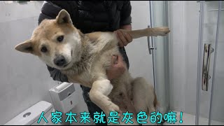 最爱游泳的中华田园犬却最害怕洗澡，主人软硬兼施，就差抱着洗了