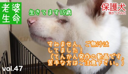 【保護犬預かり】生きてます15歳。老犬めっちゃんの白腕闘病記【てんかん発作】