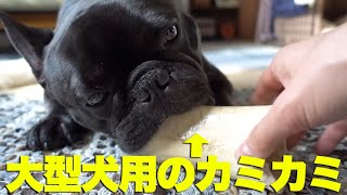 大型犬用のカミカミで遊ぶフレンチブルドッグ