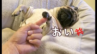 睡眠の邪魔をされ,犬とは思えない貫禄でキレる パグ犬ぷぅ Pug