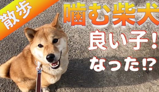 【別犬？】噛む柴犬「巧くん」と散歩！ 良い子になりましたよ〜！