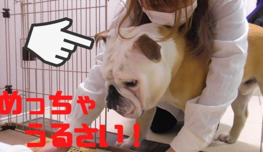 自分を人間と思い込んでる犬がトイレ清掃で小姑のようにいびってくる