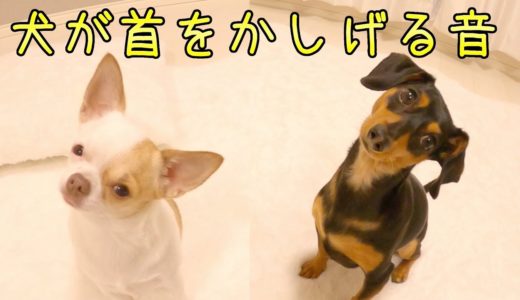 犬が首をかしげる音をやってみたら首が取れるかと思ったw