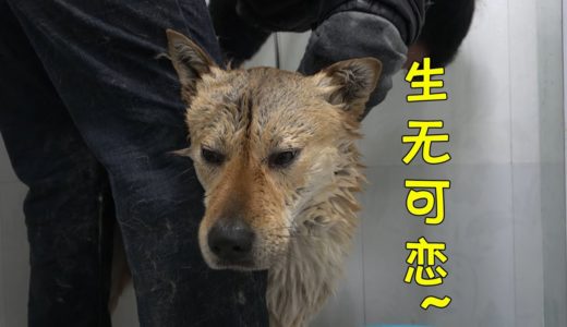 中华田园犬阿黄硬着头皮洗澡，全程拉长着苦脸，颜值瞬间坠入低谷！