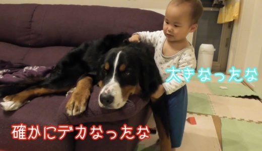 【犬と子供】出会ってから約1年大きくなった　バーニーズマウンテンドッグ　 bernese mountain dog and Japanese family