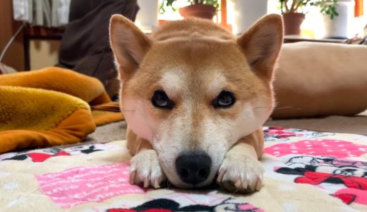 暇そうな柴犬が可愛すぎるので色々な暇犬を集めてみた！ shiba inu