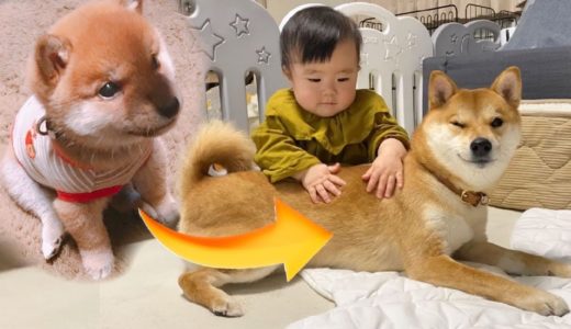 手のひらサイズだった柴犬の子犬が、人間の赤ちゃんの子守犬になるまで【うちの子記念日ムービー】