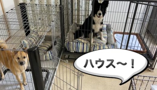 「ハウス」の合図でみんな一斉にケージに入る犬たち【しつけ】ハウス大好き犬