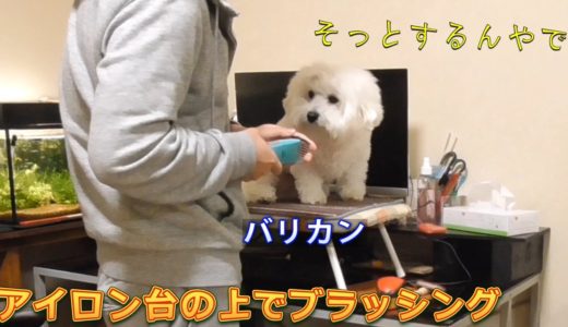 ブラッシングが嫌で机の下に隠れてた犬！ビションフリーゼ