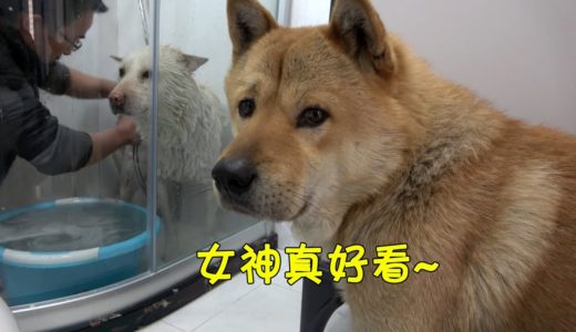 中华田园犬小白洗澡，乖巧懂事任主人摆布，阿黄全程偷看！