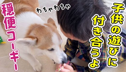 子供と犬のいる暮らしって賑やかで楽しい【コーギー】