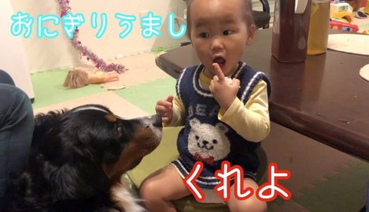 【大型犬の日常】おにぎりが欲しい　バーニーズマウンテンドッグ　 bernese mountain dog  who wants a rice ball