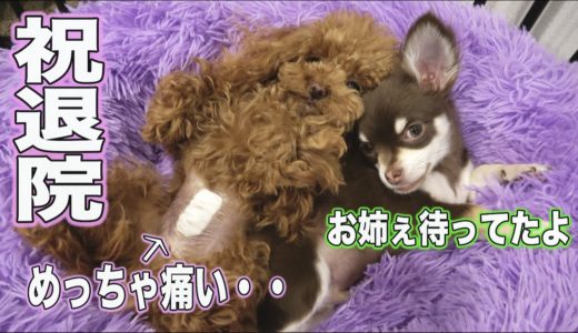 トイプードル避妊手術から退院☆チワワの後輩犬は傷口が気になってしょうがない！？汗