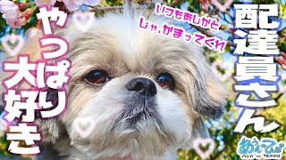 やっぱり配達員さんが大好きなシーズー犬【感謝】