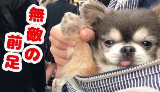 行列の前で前足振って歩いてみたチワワ【犬】