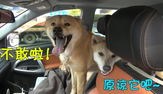 中华田园犬闭关一个月，听说要回乡下激动万分，阿黄出门就没影了