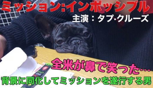 【爆笑スパイ犬】背景と同化してピザを狙う愛犬がかわいすぎる件【フレンチブルドッグ】