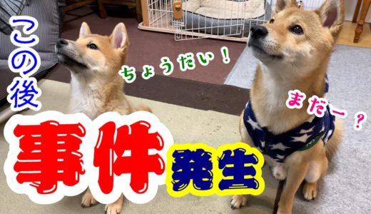 散歩帰宅後に子犬の柴犬と先住犬に水を与えたら、まさかの事件発生！