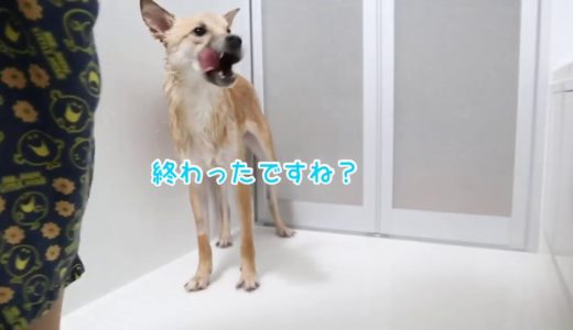 犬のシャンプー後のドライヤーに対する反応がそれぞれ違って面白い！