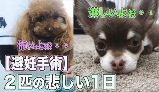 トイプードルの先住犬お泊り入院！チワワの後輩犬の寂しい1日に涙・・