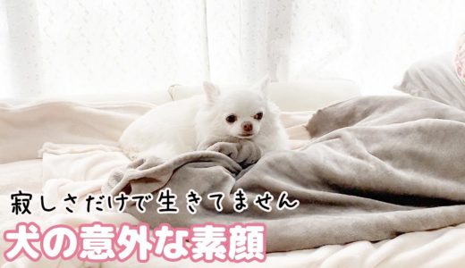 実は...家族が出掛けたら羽を伸ばしていた犬！チワワのコハク