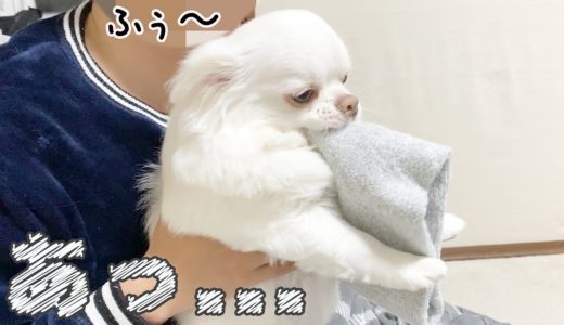 息を吹きかけると力が抜ける動泥棒犬！爆笑チワワのコハク