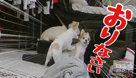 留守番中の犬をペットカメラで見たらイタズラしまくってましたｗ【チワワ】