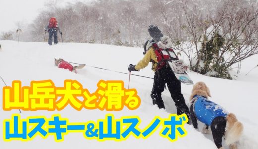 【北海道山岳犬ルパン&そらくんとBC🏂】山岳犬たちと一緒に滑るバックカントリースノボ🐕2020年1月〜Backcountry snowboarding with mountain dogs〜