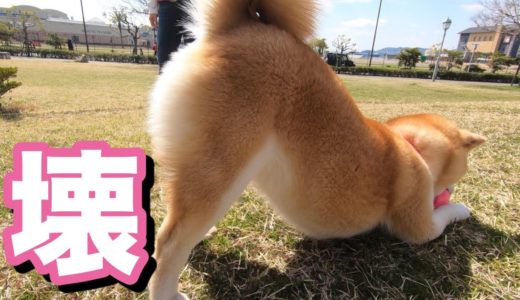 柴犬小春　【突然破壊犬】春到来！ボール壊しモードに入ると意地になる