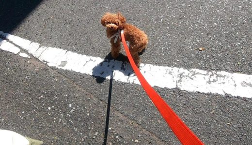 散歩道が病院だと分かった瞬間テンションが100→0になる犬（狂犬病予防接種）【トイプードルのコロン】