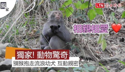 獨家》動物驚奇！猴子抱走流浪幼犬 親密互動