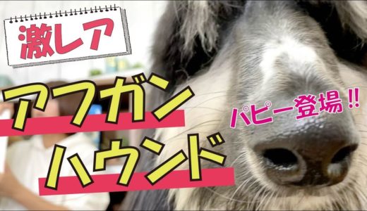 【激レア】超大型犬・アフガンハウンドのパピーは意外な性格だった！