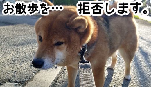 柴犬散歩拒否！ブサイク顔がかわいい犬動画＃35