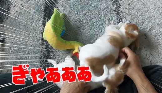 自分が甘えたい時は他の犬の顔面にお尻をぶつけても知らん顔のチワワがカオスすぎｗ