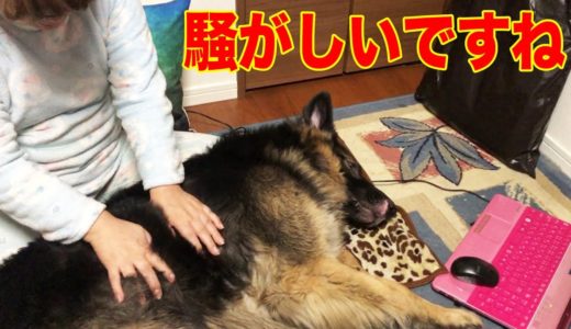 大型犬・秋田犬そうすけ・シェパードマック・素敵なプレゼント紹介・Each dog was given a present.