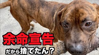 【保護犬】自己免疫性溶血性貧血という病気