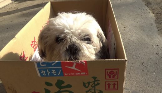 危うく出荷されそうになる犬