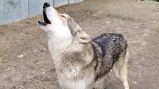 狼犬の遠吠えは成長するとこうなる！！