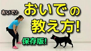 【犬 おいで】犬のおいでの教え方！【犬のしつけ＠横浜】by遠藤エマ先生