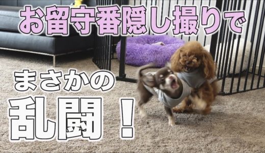 トイプードルの先住犬とチワワの子犬☆犬だけで初めてのお留守番！まさかの展開に・・汗